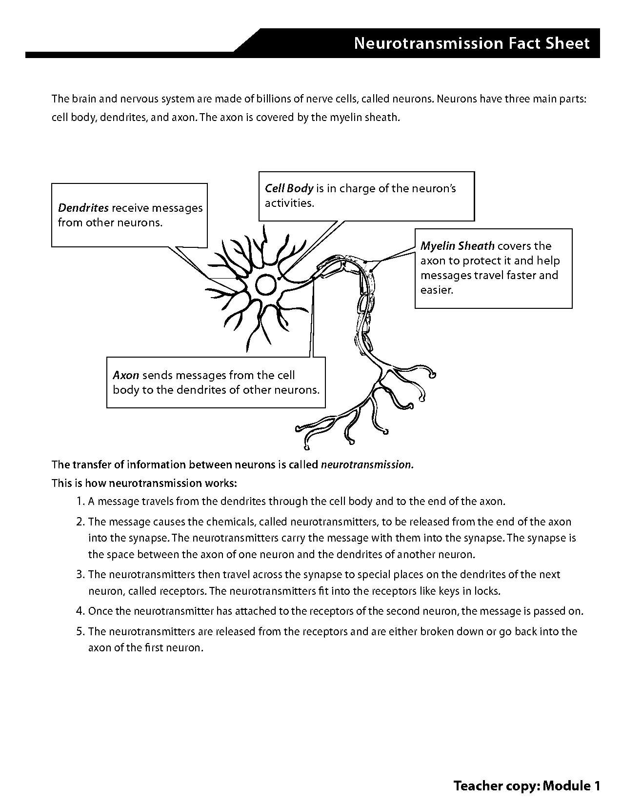 the processes that receive information from other neurons are called